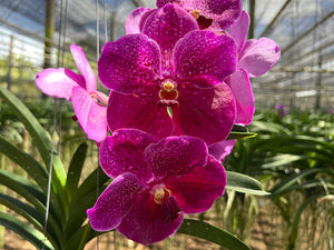 Vanda Fantastic Fanfare